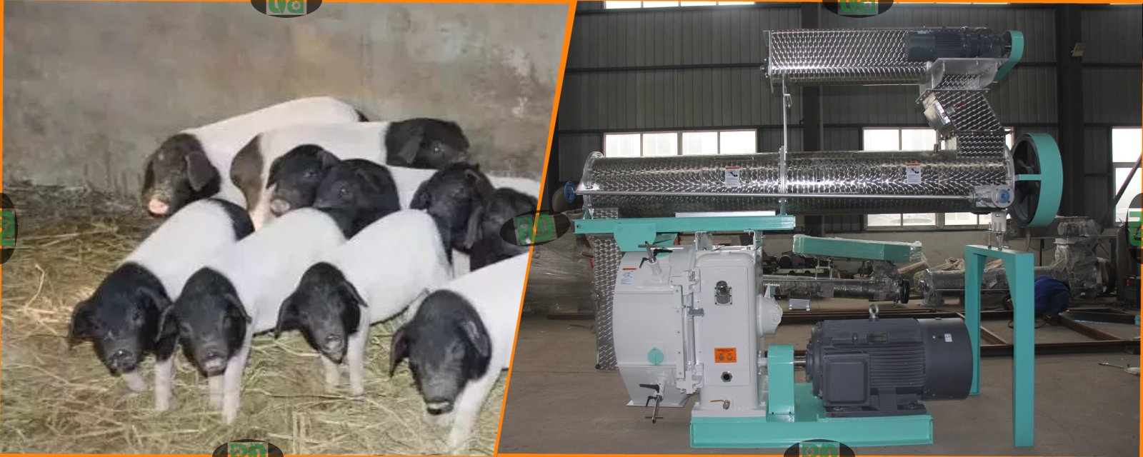 120t/h Pollution-Free Pig Feed Factory Project Eco-Friendly Livestock Feed Production
