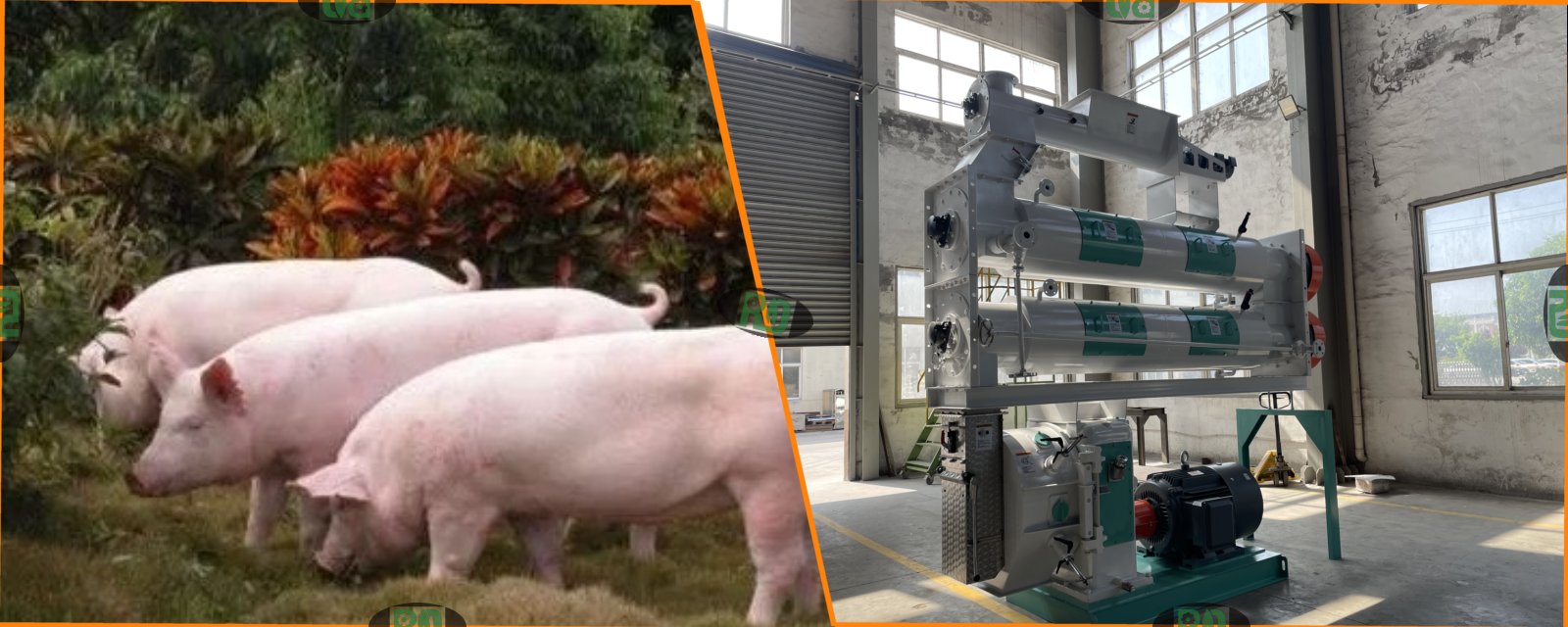 4t_h Suckling Pig Creep Feed Production Line Processing Technology and Solutions