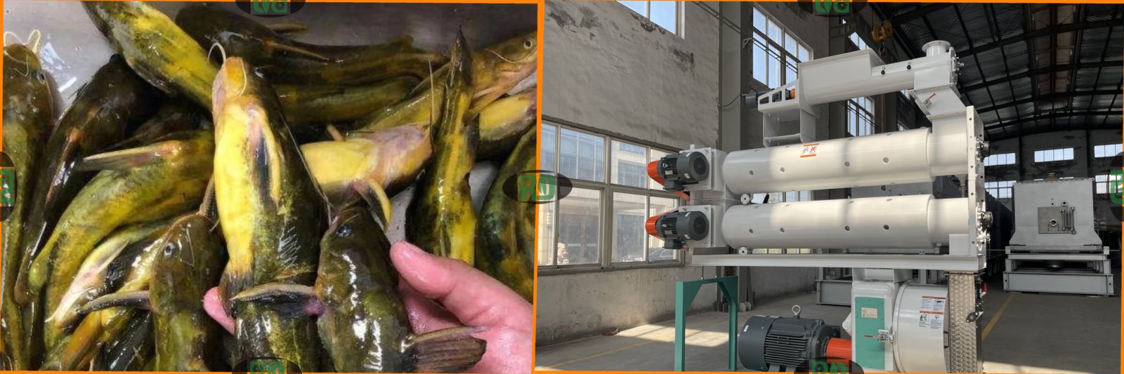 Selecting the Optimal Fish Feed Pellet Size:A Guide for Different Growth Stages