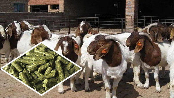 Sheep feed