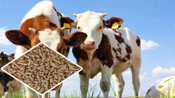 Cattle feed