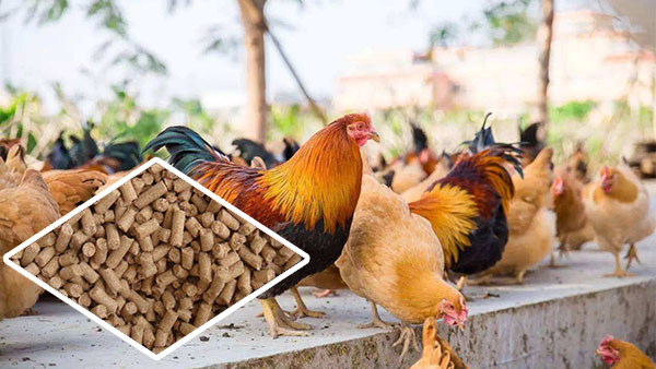 Chicken feed