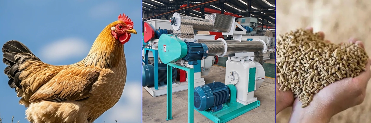 Rongda Machinery Chicken Feed Pellet Production Line Equipment