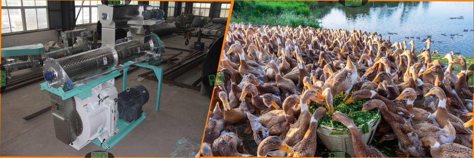 Hot sale 2-3 t/h small poultry chick goose duck birds feed pellet mill price