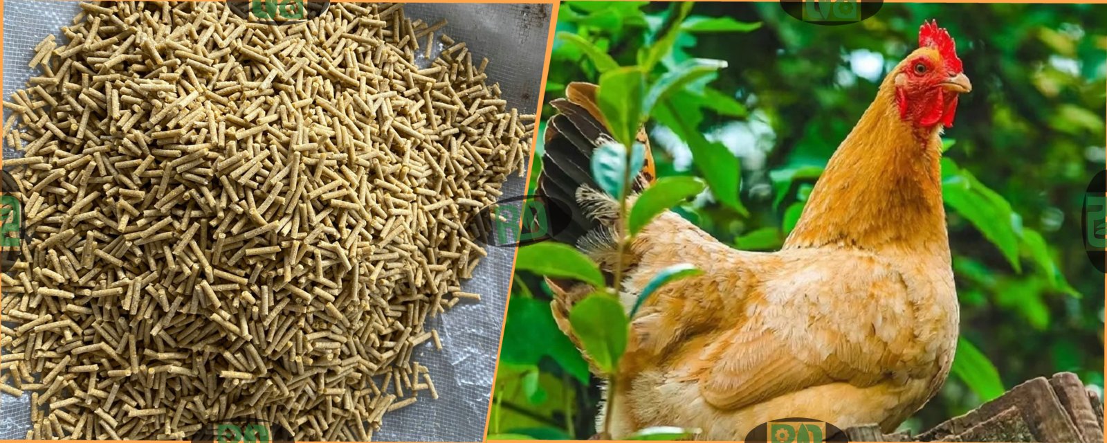 Chicken Feed Pellet Production Line Solutions