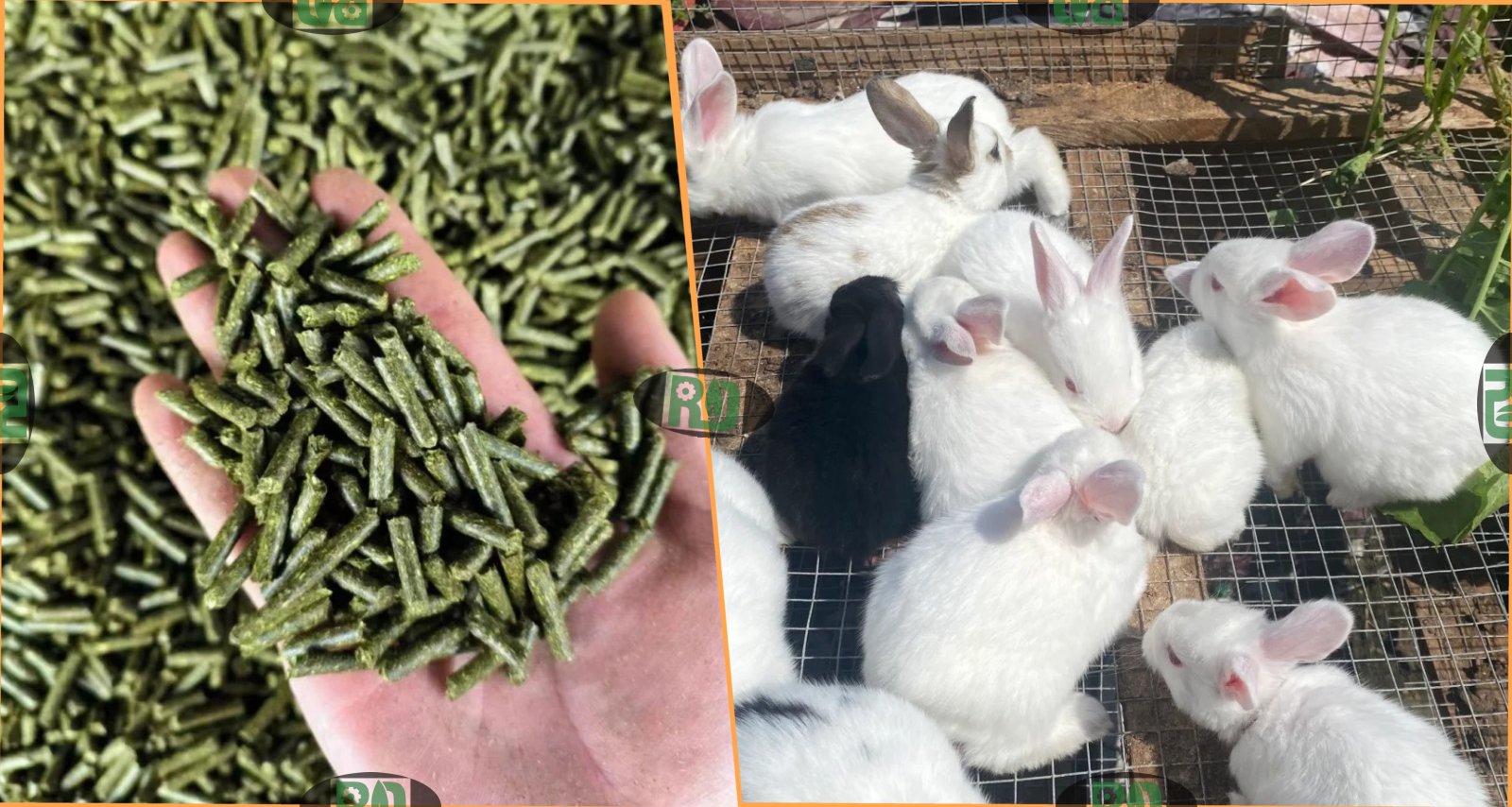Rabbit Feed Pellet Production Line Solution