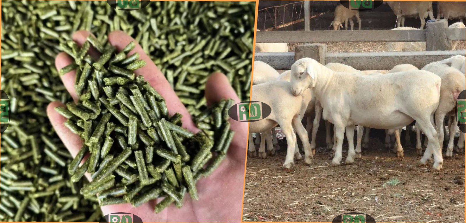 Sheep Feed Pellet Production Line