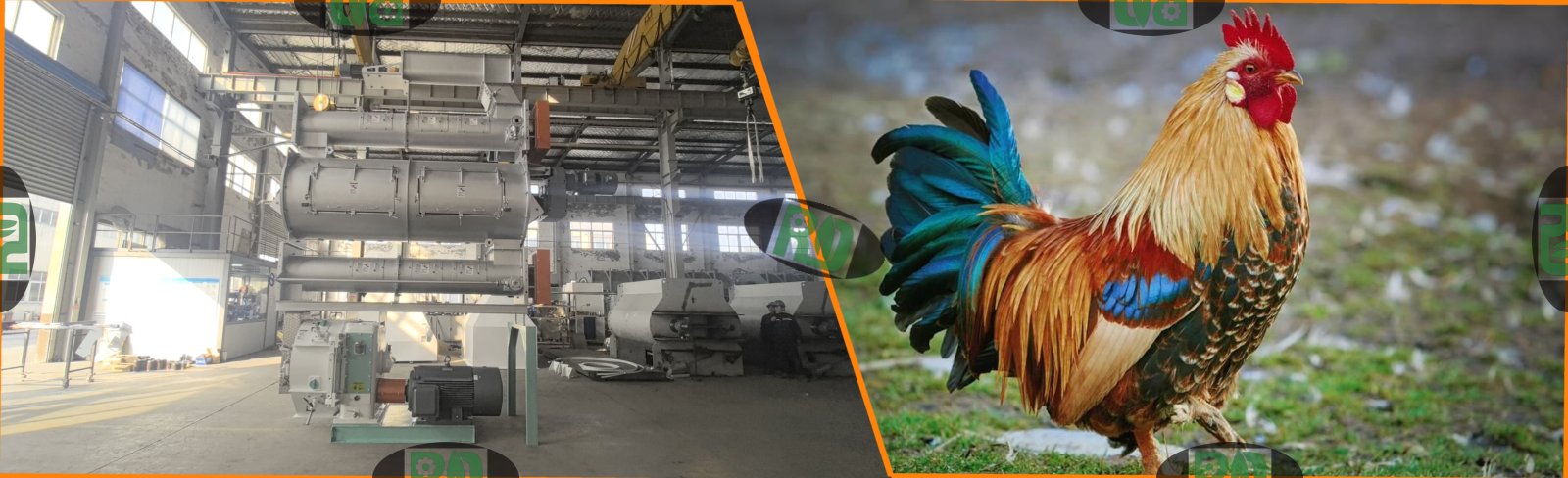 Chicken feed production line equipment problems causing large pellets in poultry farming