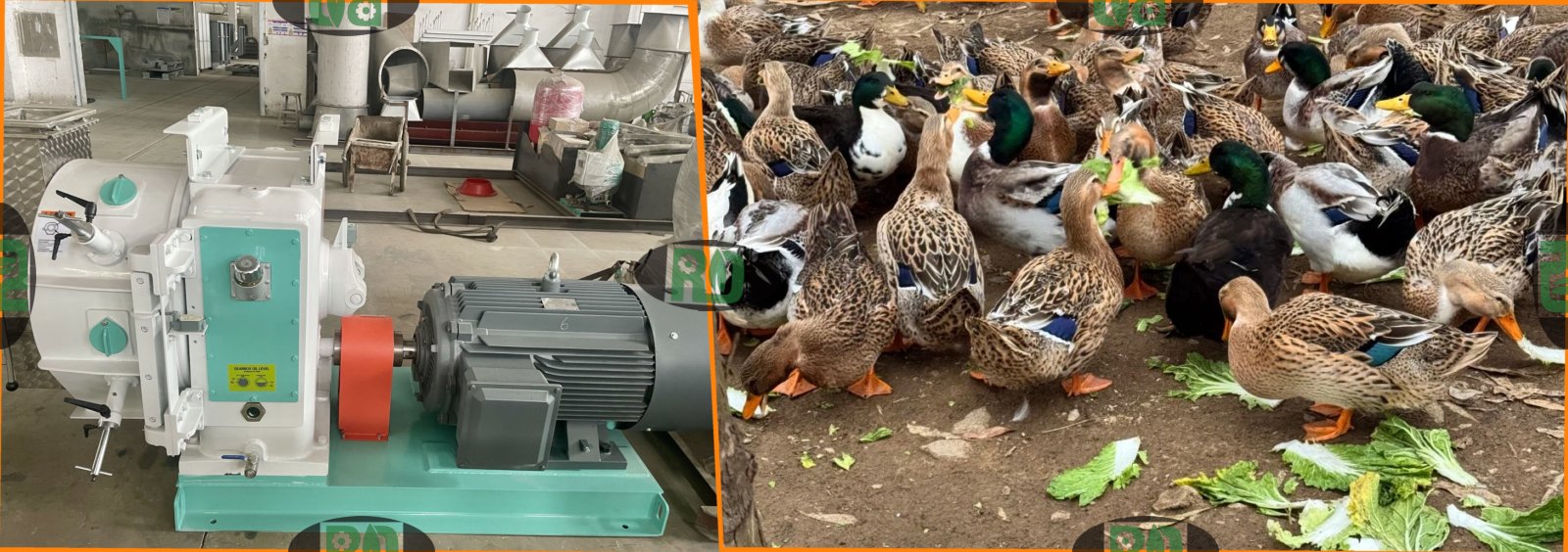 1-2 ton per hour poultry feed pellet mill operation with proper steam conditioning and die roller adjustment