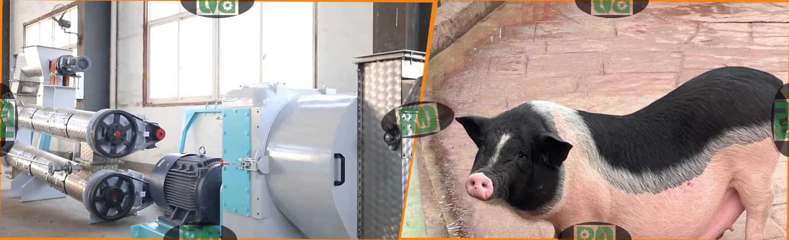 Optimal feed grinding size for fattening pigs and sows