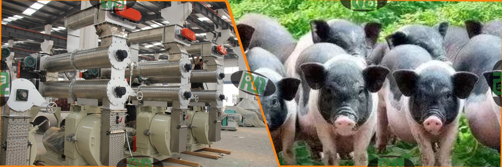 Suckling pig feed pellet machine selection guide