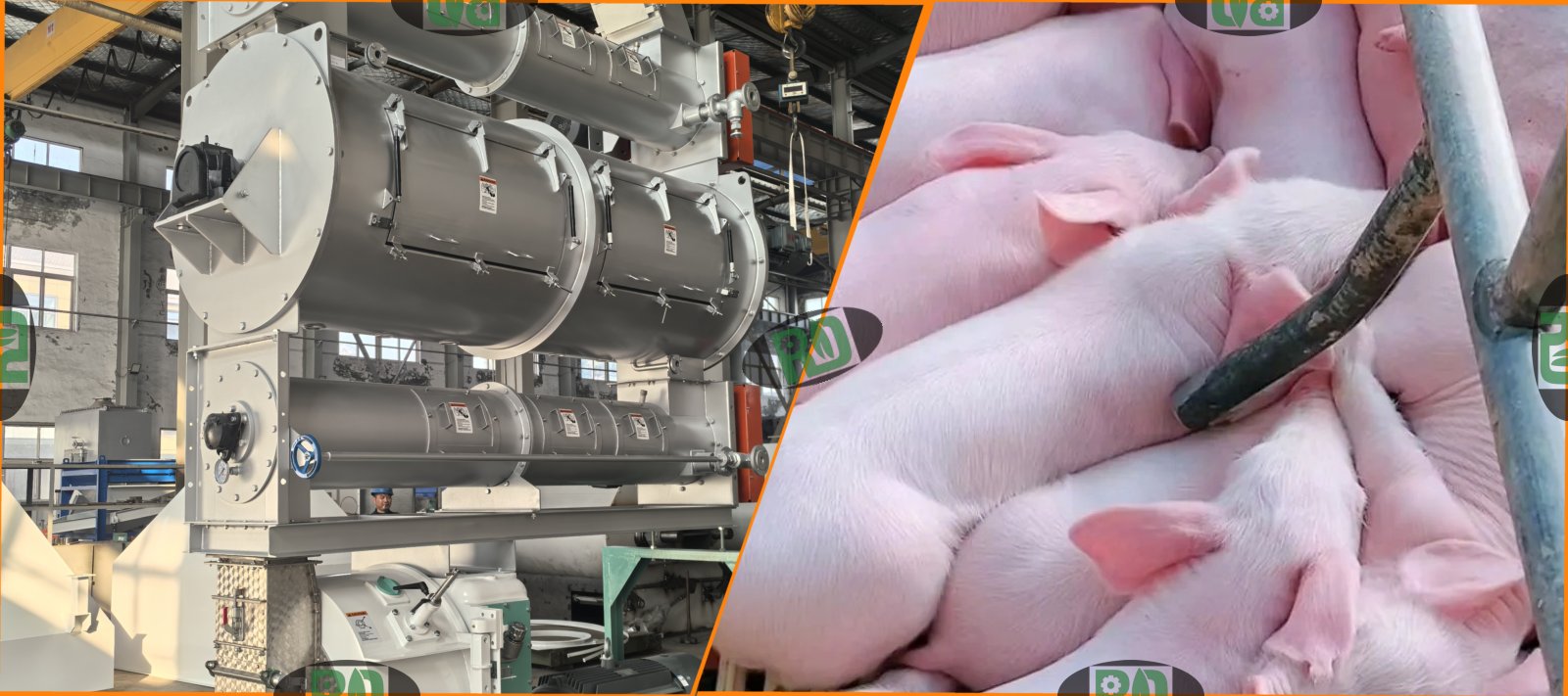 Optimal pulverized grain size for piglet feed