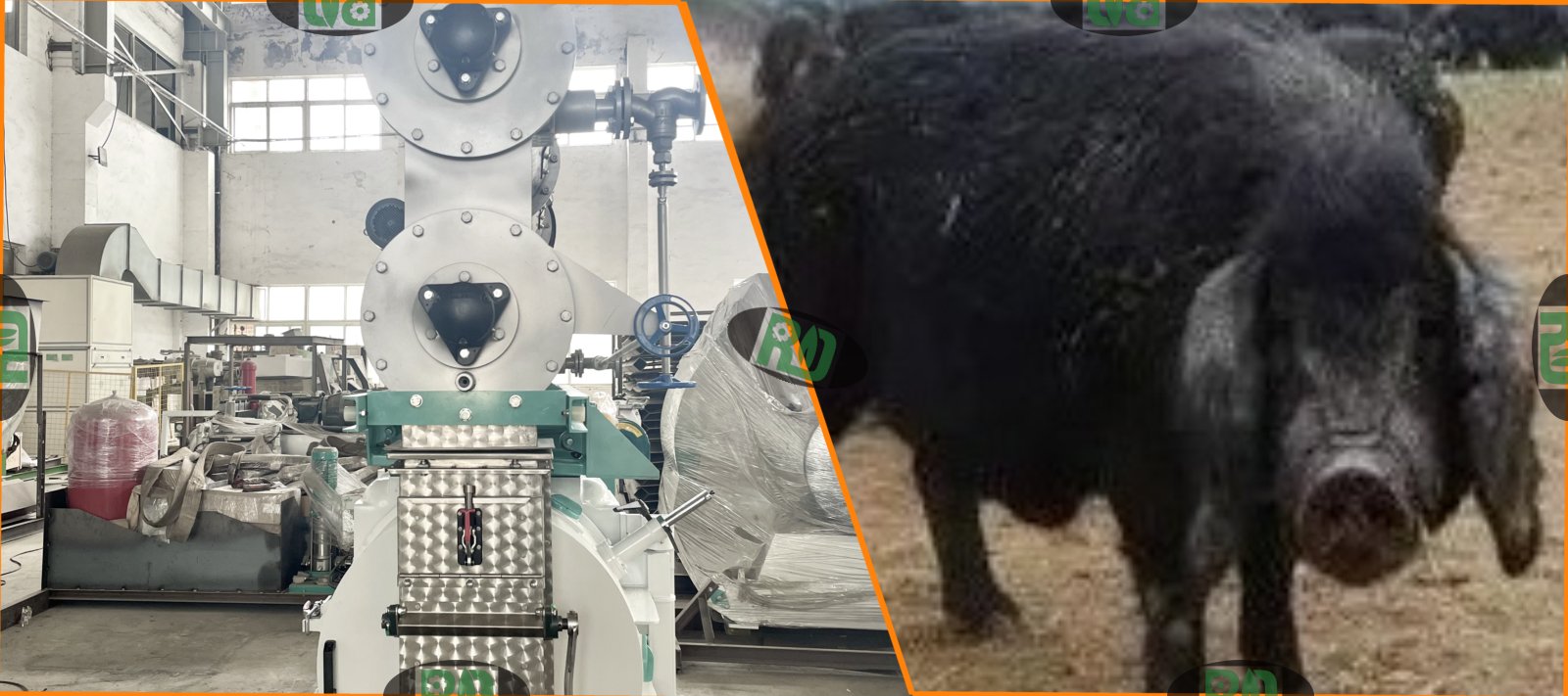 Suckling pig feed processing equipment