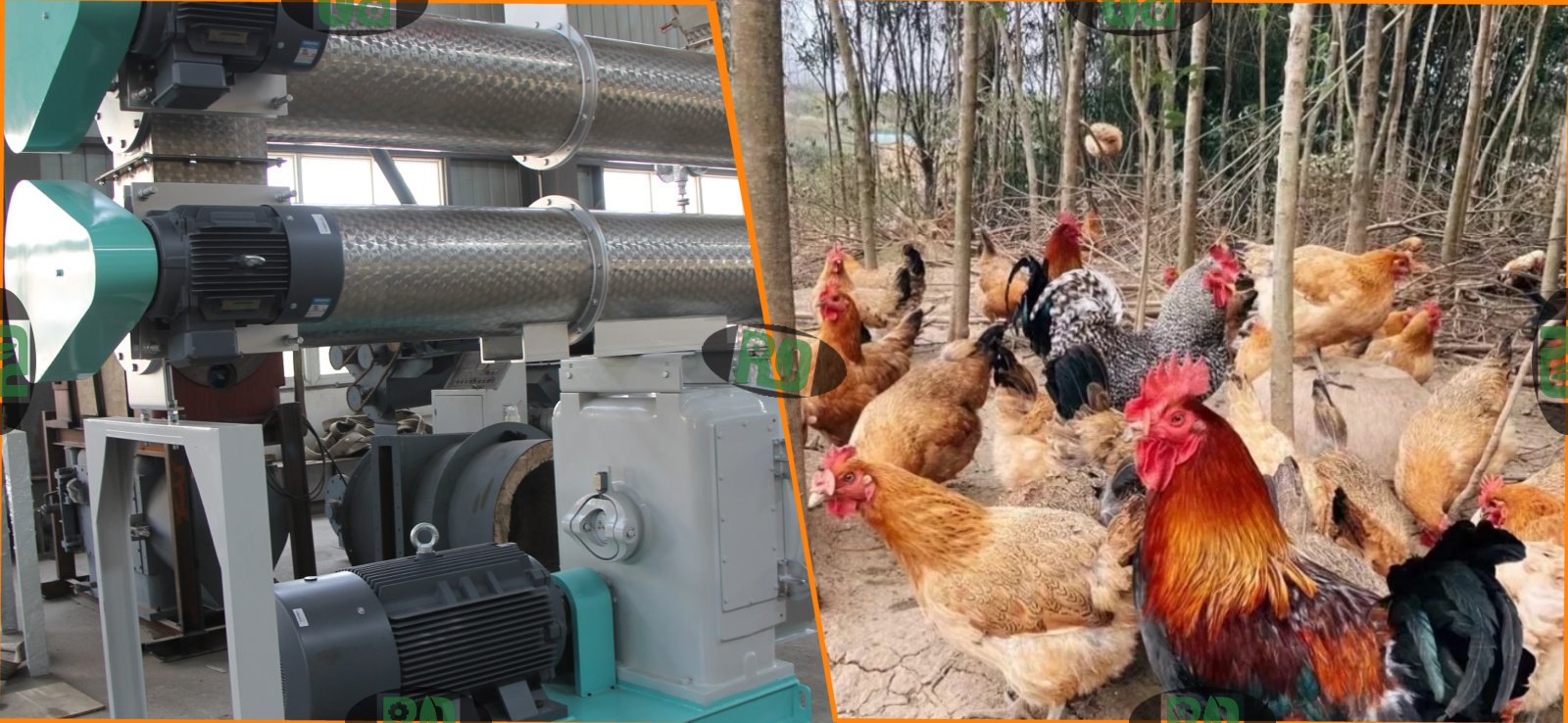 Animal poultry chicken feed pellet production line equipment