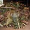 Palm Fronds and Leaves