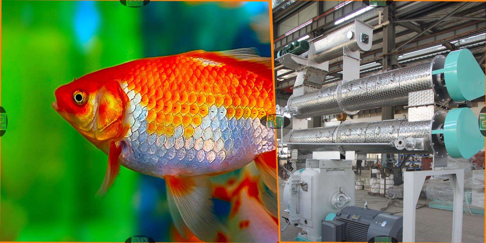 How to Choose High-Quality Goldfish Food:Nutrition and Selection Tips