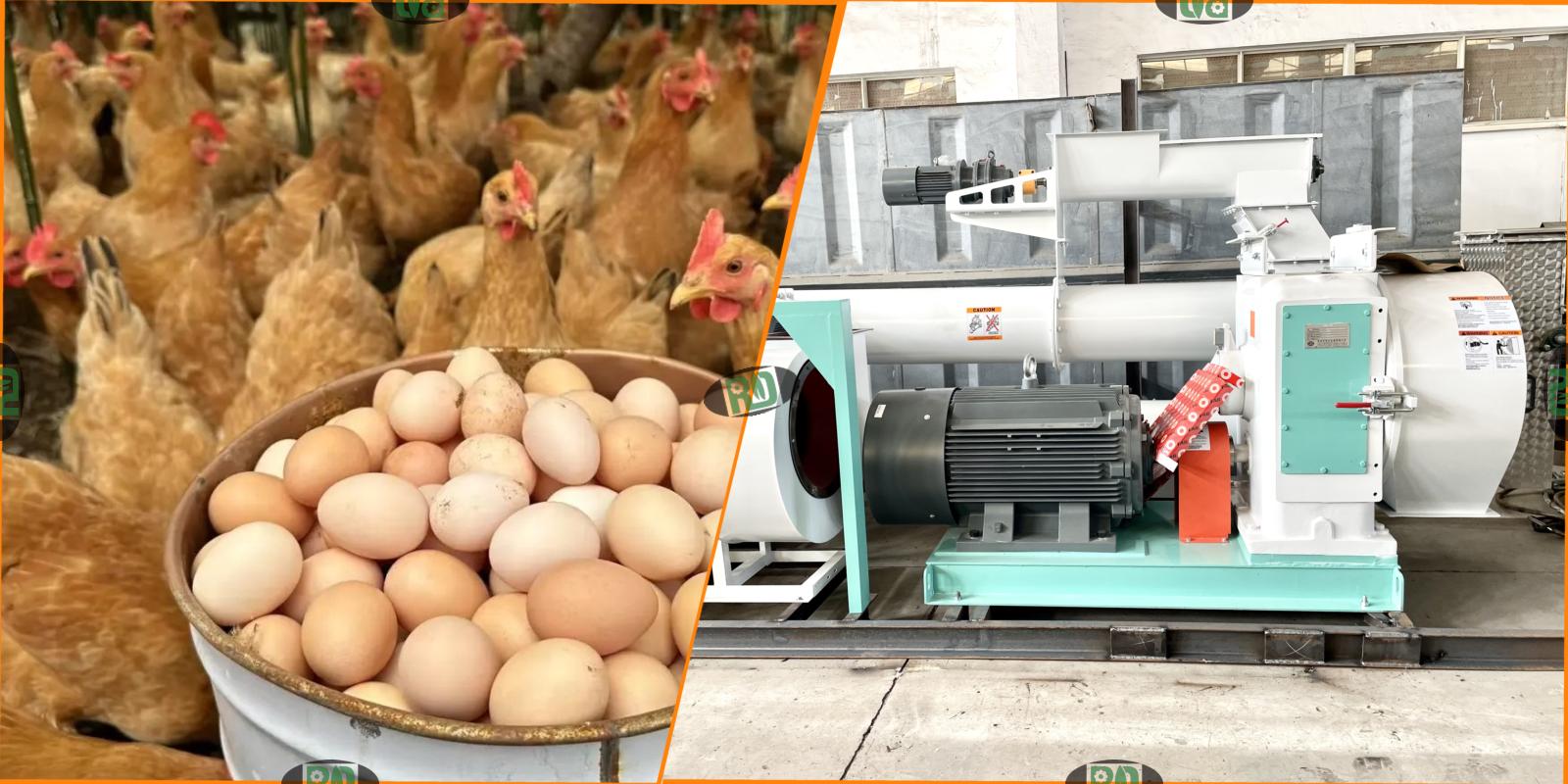 Nutritional Requirements for Growing Chickens What Should be in the Feed
