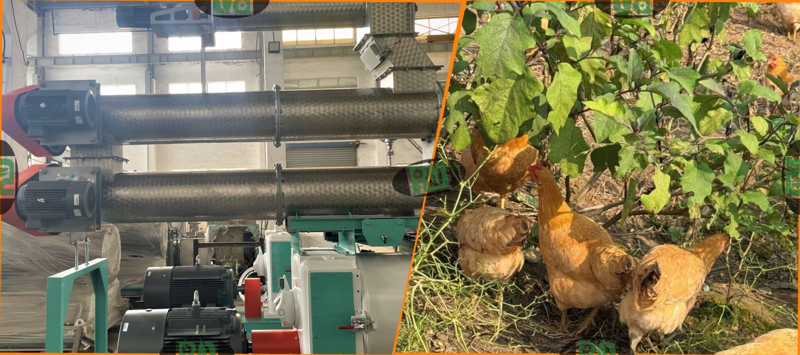 5 tons per hour chicken poultry feed mill production line equipment setup with pelletizing system