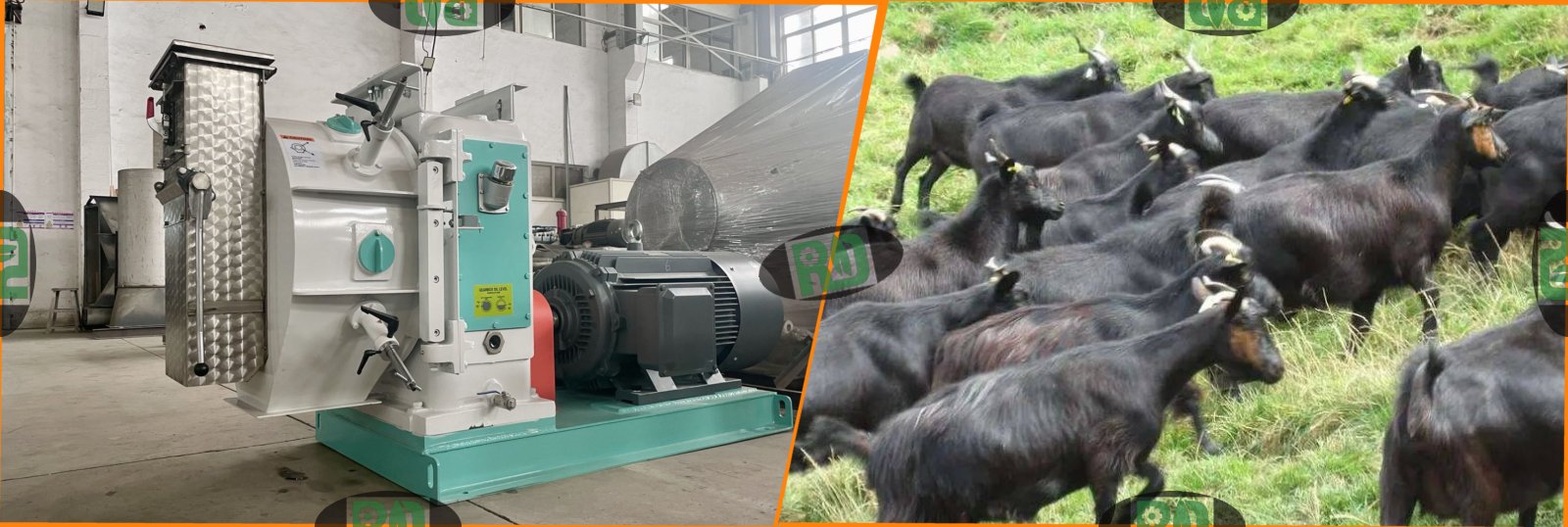 5TH Ring Die Poultry Livestock Feed Pellet Machine with 5 TPH capacity for commercial feed production