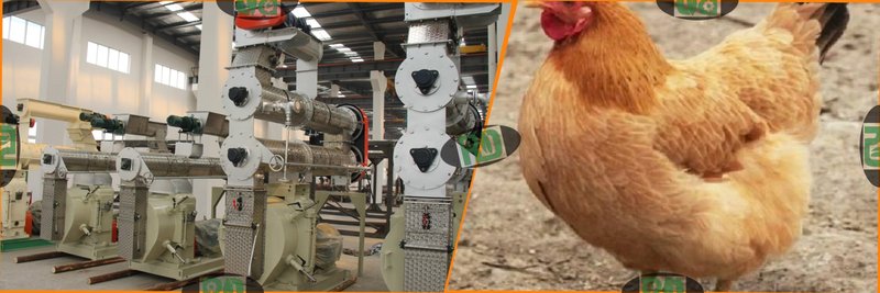 Poultry feed crushing system in 10 TPH feed pellet production line with hammer mill equipment