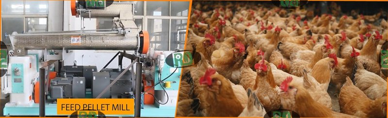 3-4 T/H poultry feed pellet mill with ring die technology for boiler chicken feed production