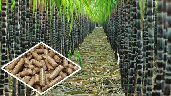 Sugarcane Bagasse Granules