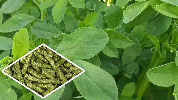 Alfalfa Granules